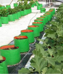 growbag-terrace-gardning-5